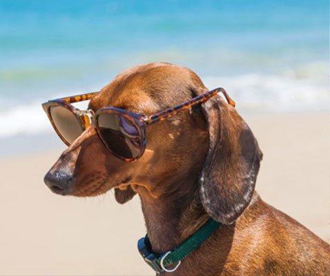 Vacaciones con tu mascota apparthôtel magic tropical splash benidorm Vacaciones con tu mascota apparthôtel magic tropical splash benidorm